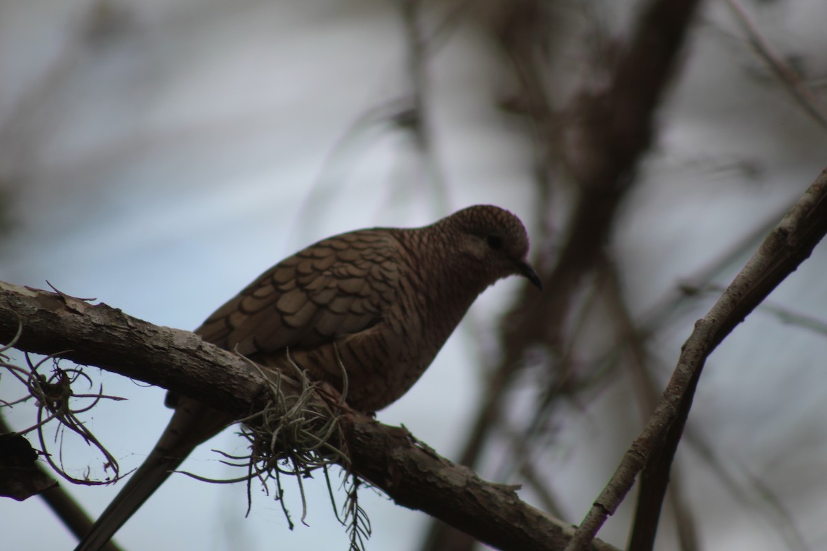 Горличка-інка мексиканська - ML649443457