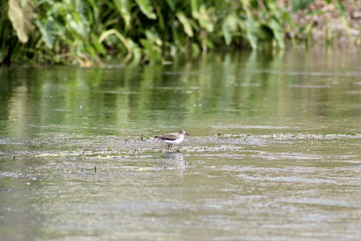 Набережник плямистий - ML649443467