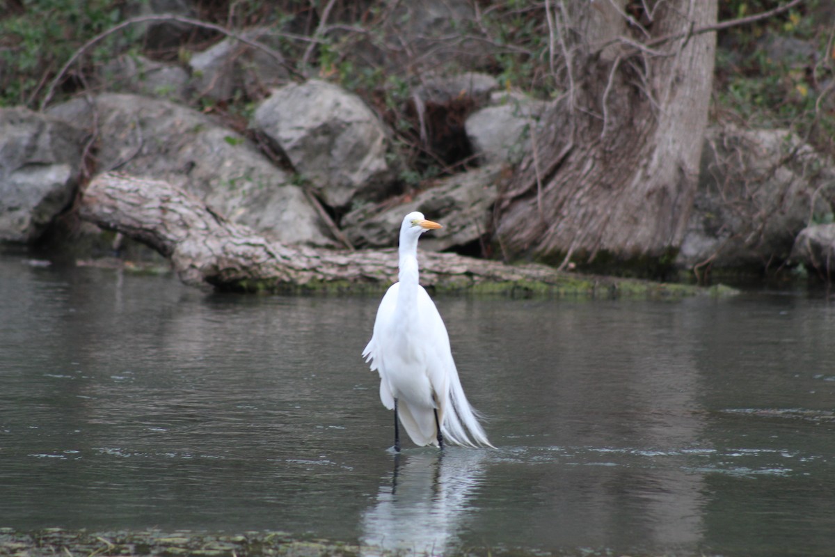 Чапля велика - ML649443470