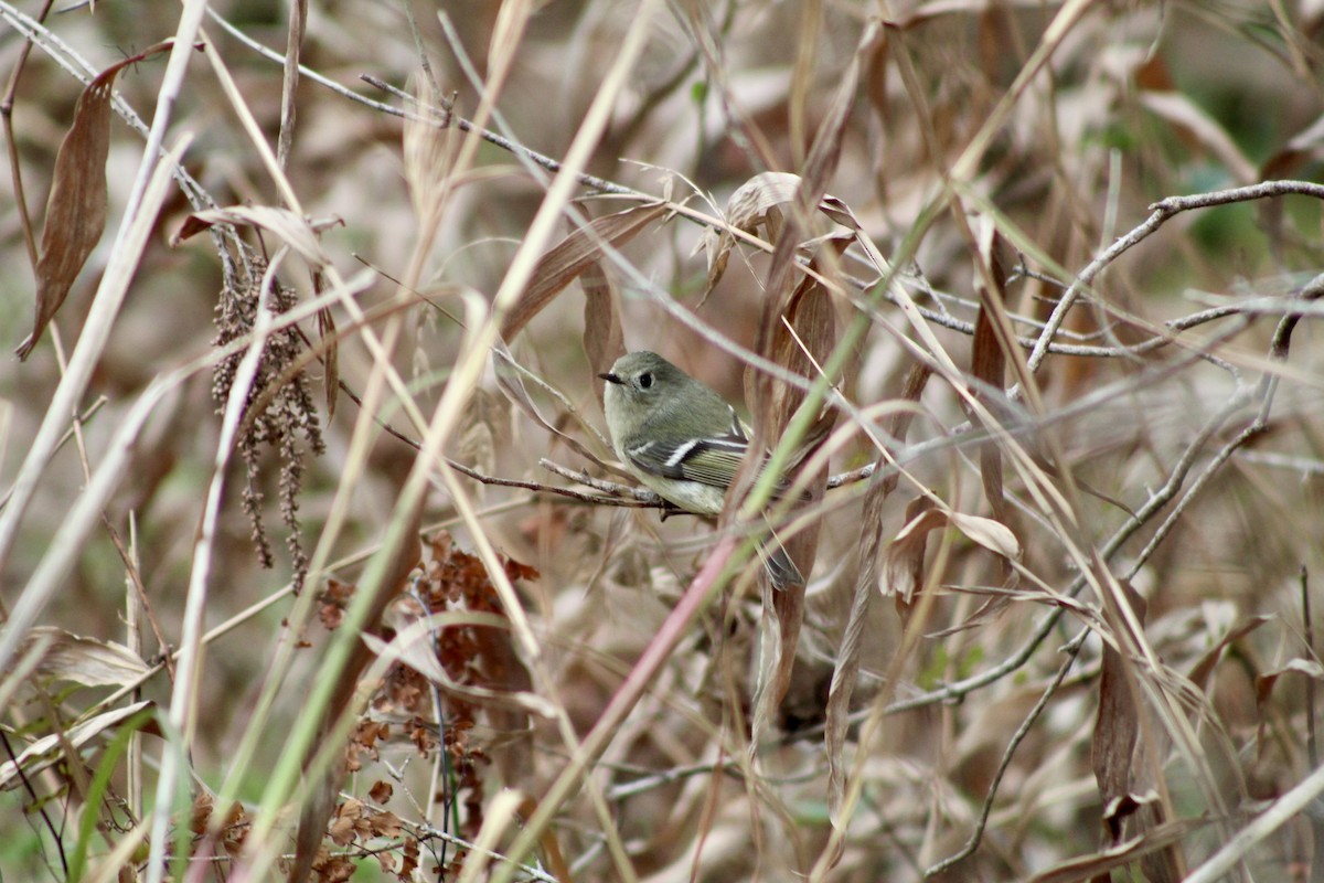Золотомушка рубіновочуба - ML649443497