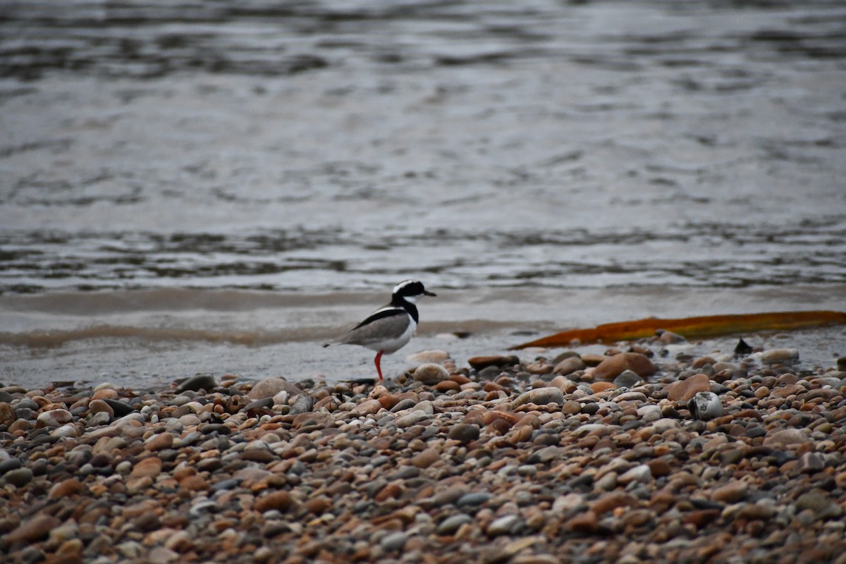 Pied Plover - ML649443504