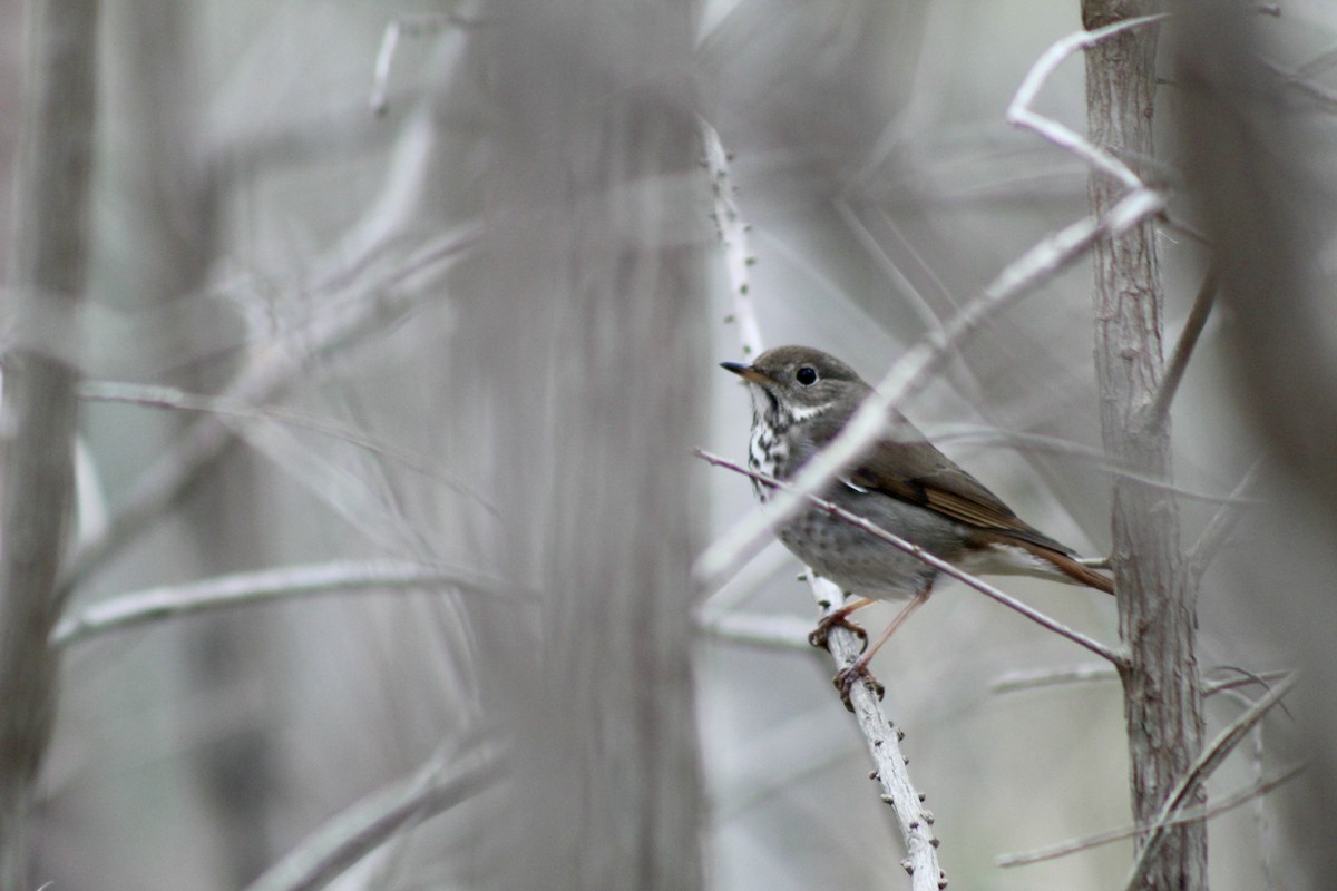 Дрізд-короткодзьоб плямистоволий - ML649443509