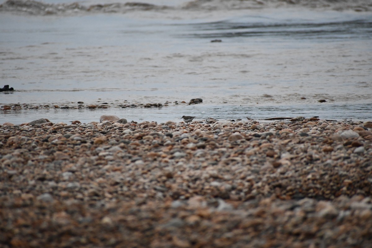 Spotted Sandpiper - ML649443510