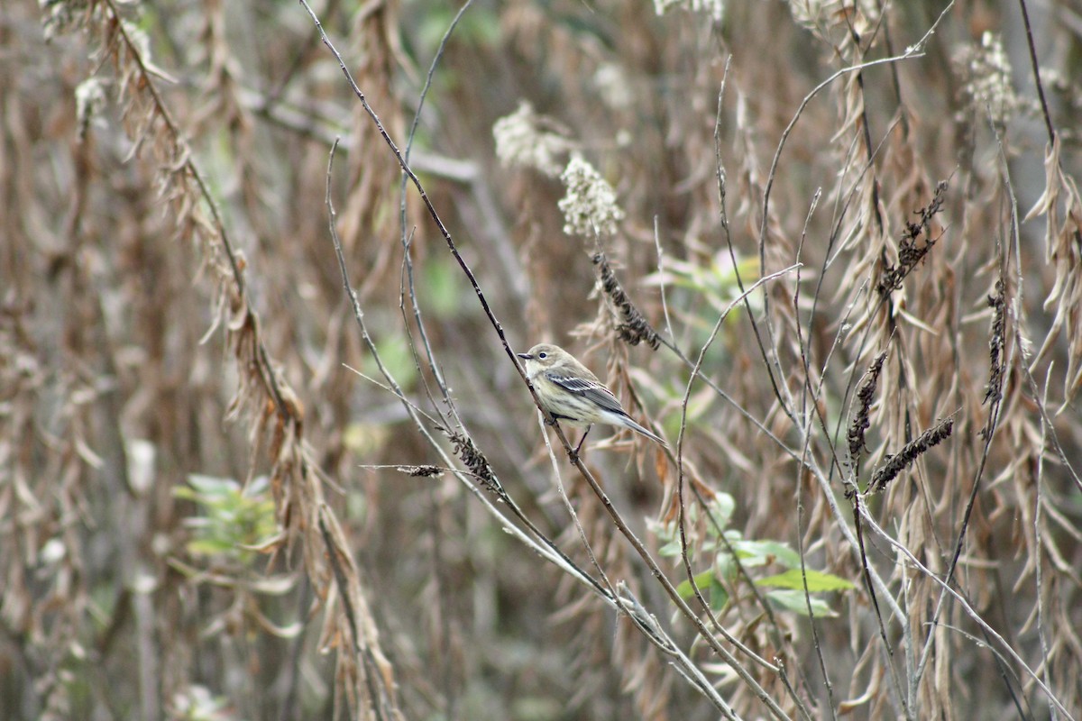 Пісняр-лісовик жовтогузий - ML649443519