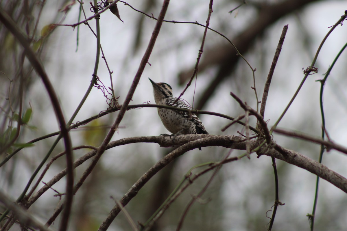 Дятел техаський - ML649443531