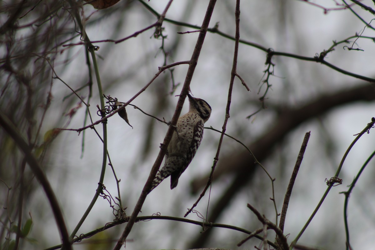 Дятел техаський - ML649443532