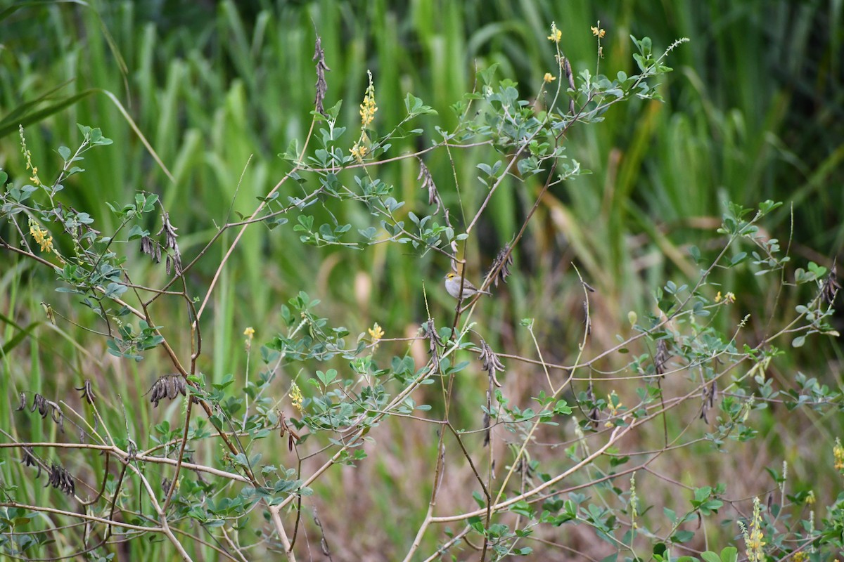 Yellow-browed Sparrow - ML649443553