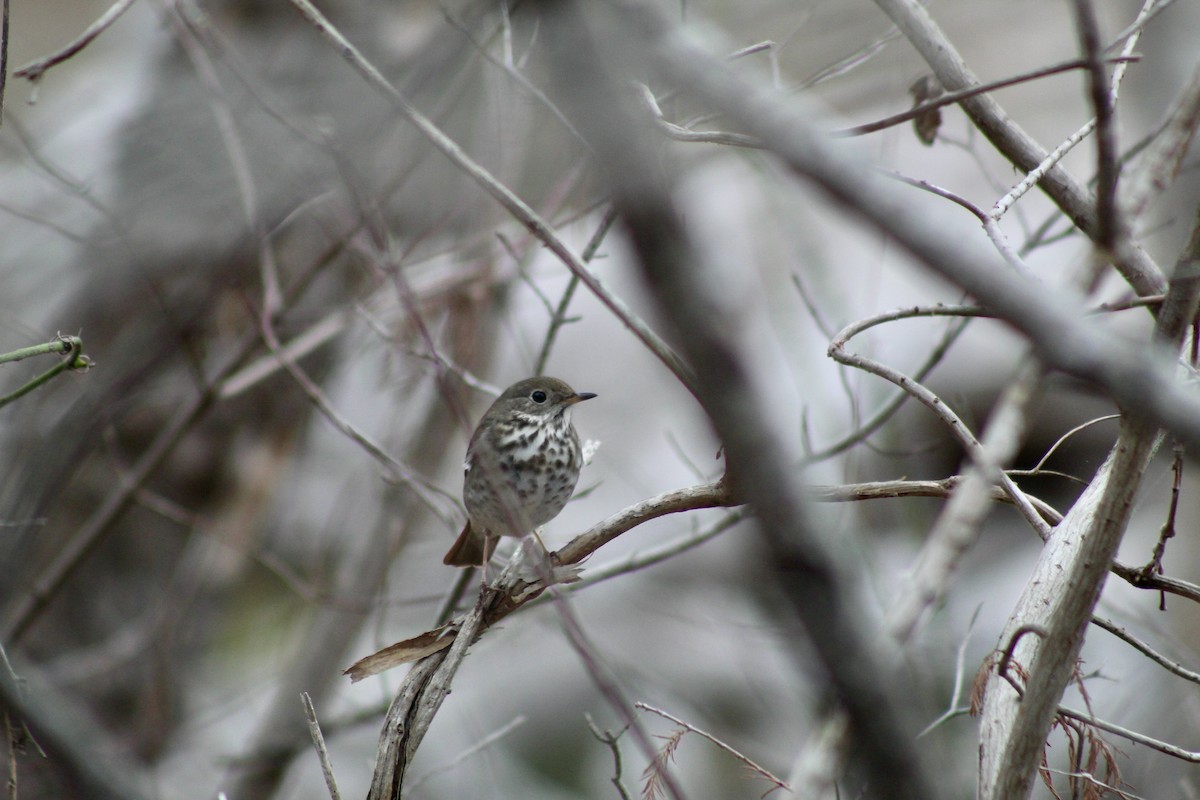 Дрізд-короткодзьоб плямистоволий - ML649443577