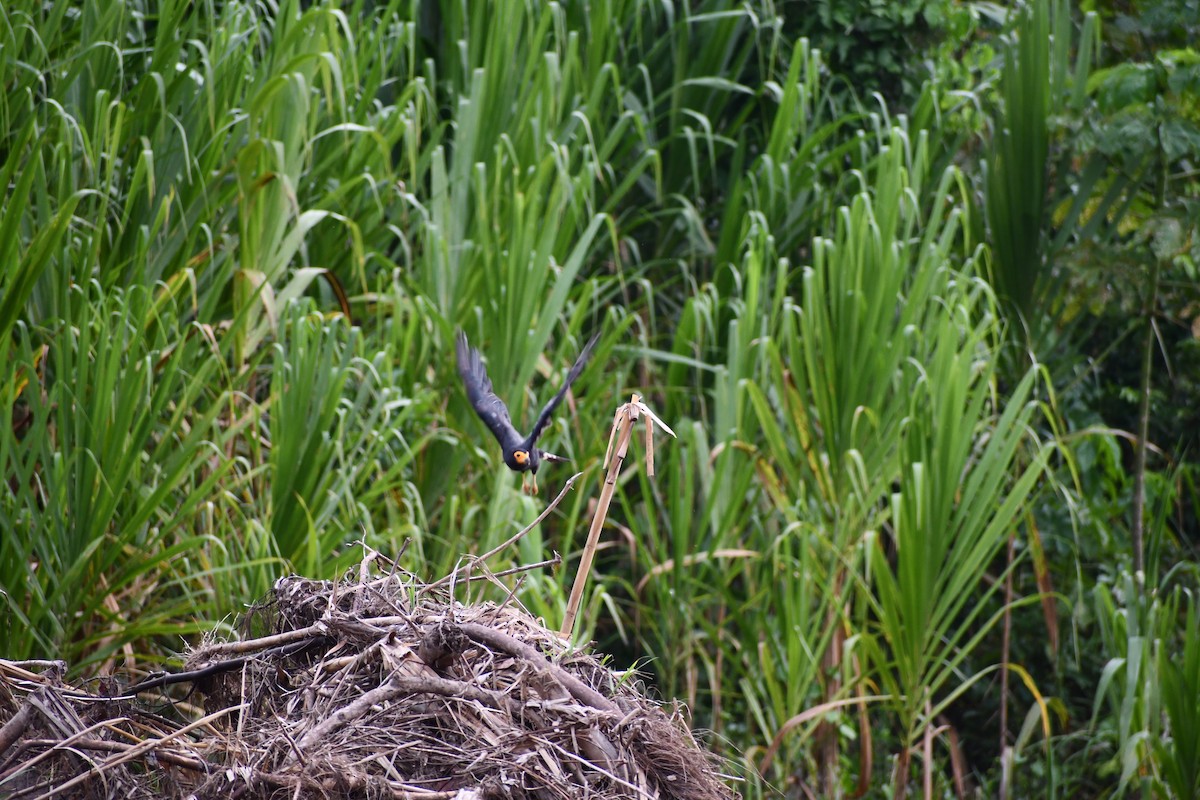 Black Caracara - ML649443590