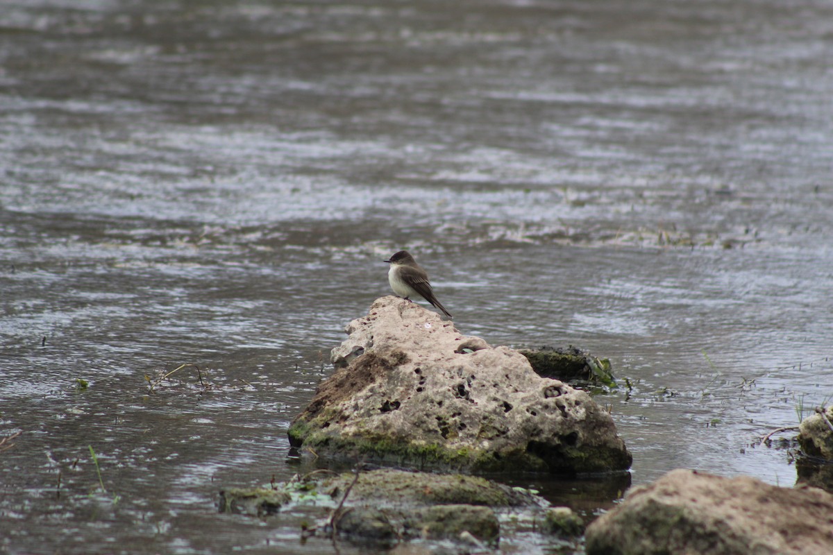 Феб буроспинний - ML649443620