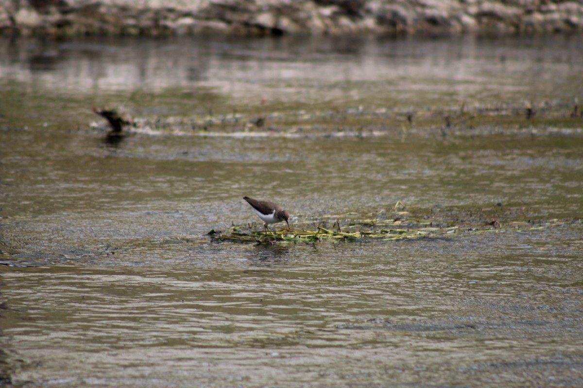 Набережник плямистий - ML649443634