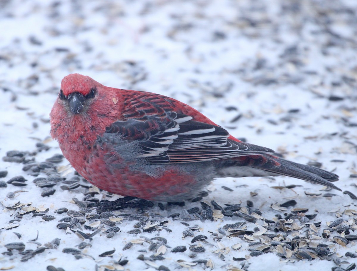 Tayga Çütresi - ML649443661