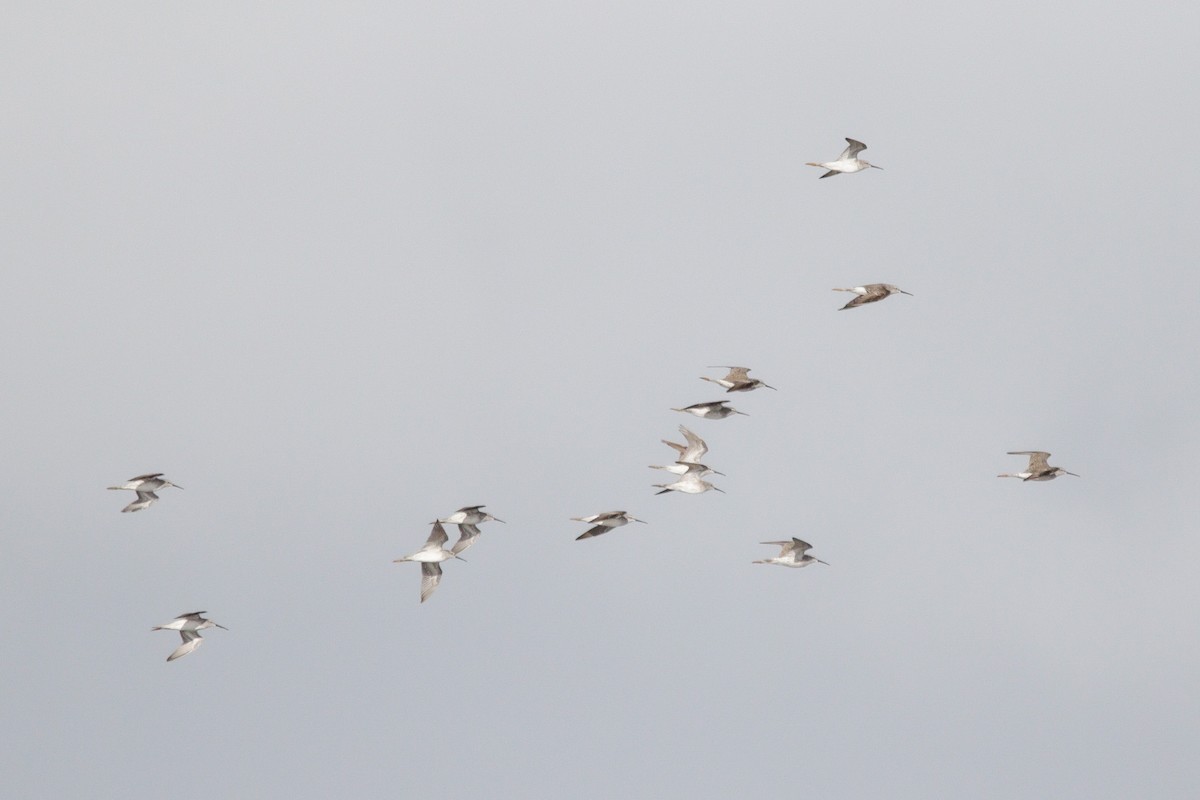 Uzun Bacaklı Kumkuşu - ML649443662