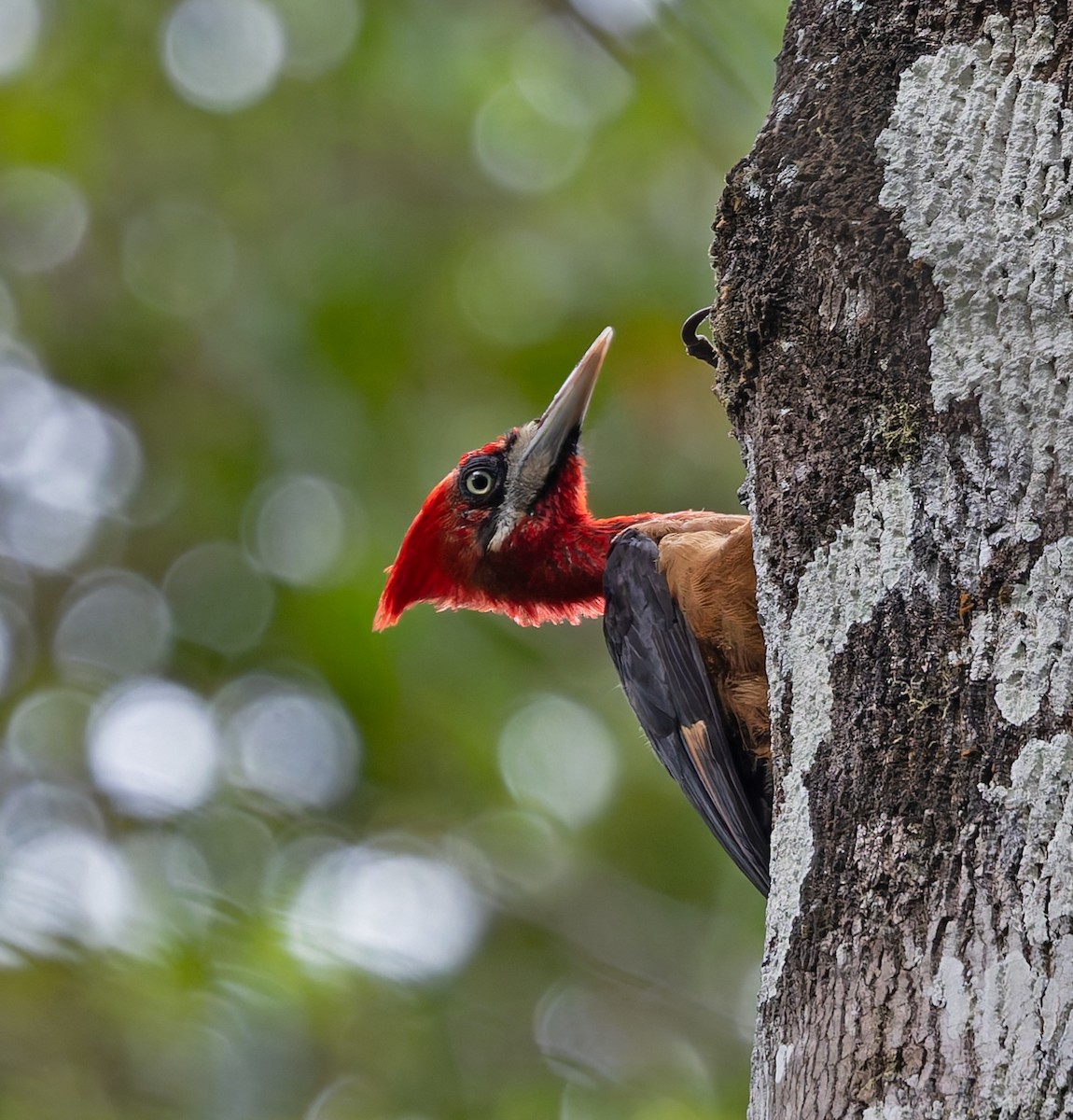 Kırmızı Boyunlu Ağaçkakan - ML649443665
