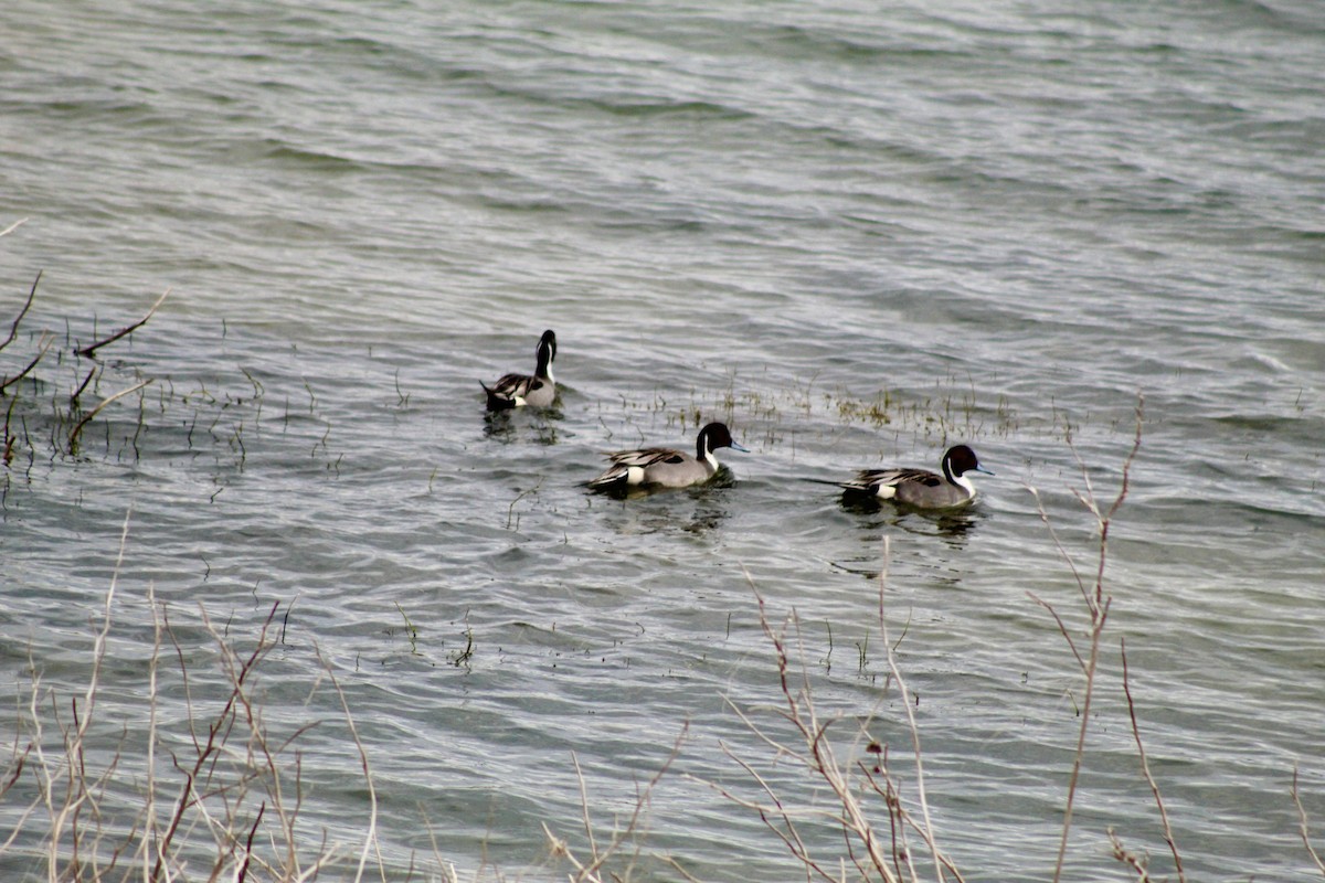 Kılkuyruk - ML649443671