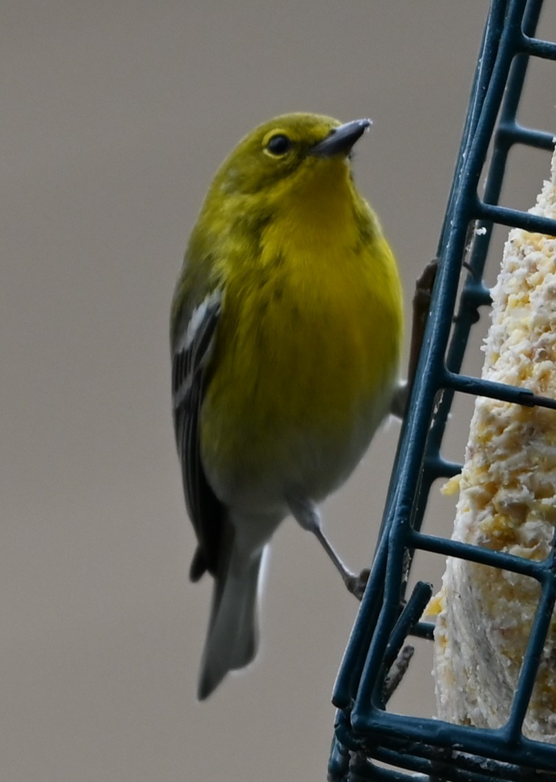 Çam Ötleğeni - ML649443673