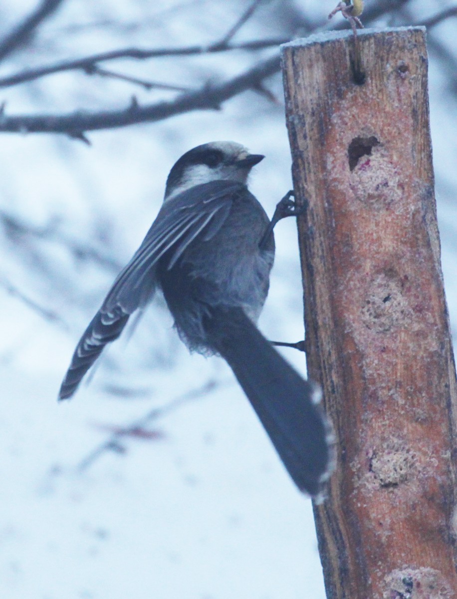 Kanada Kargası - ML649443676