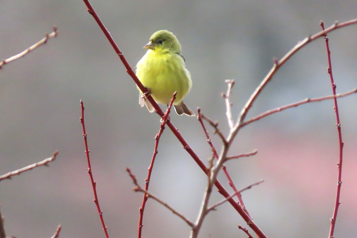 Sarı-Siyah İskete - ML649443679