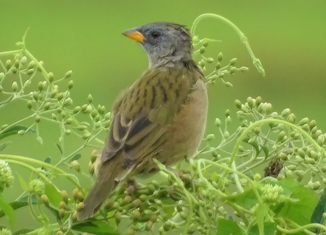 Pampa İspinozu - ML649443680