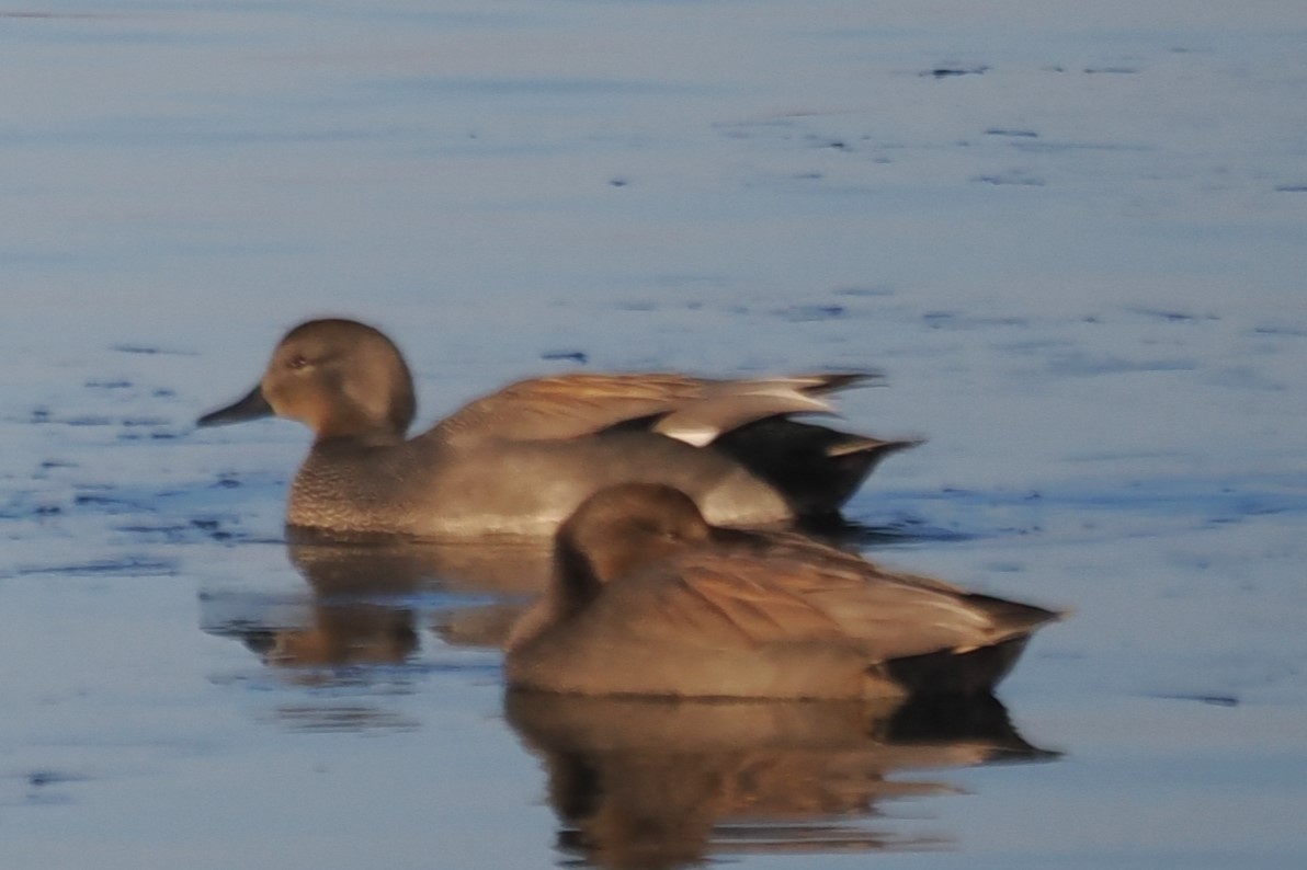 Boz Ördek - ML649443683