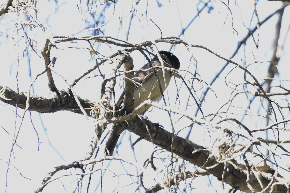 Crested Becard - ML649443783