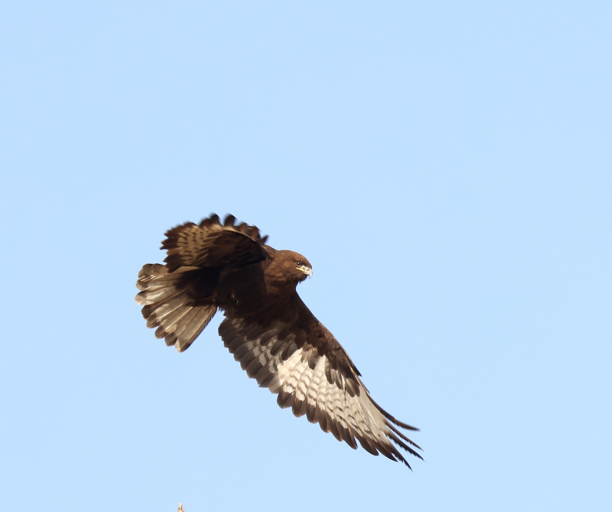 Long-legged Buzzard - ML649443791