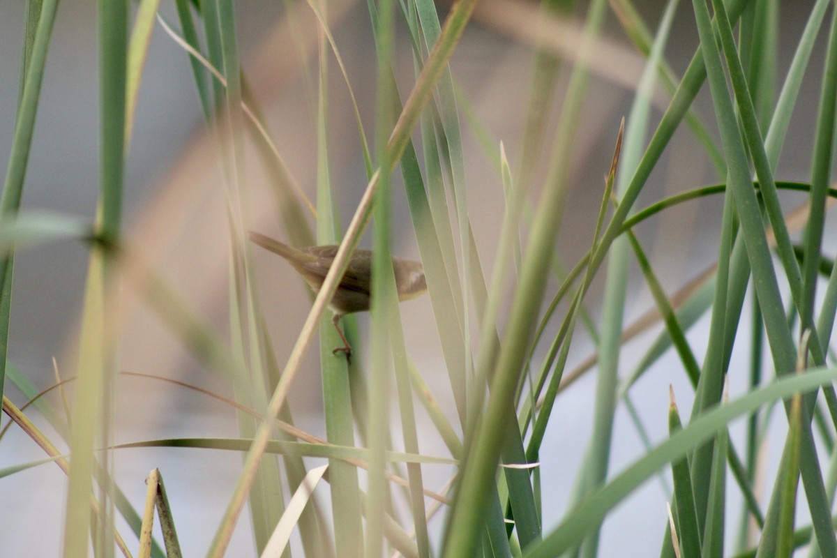 Common Yellowthroat - ML649443799