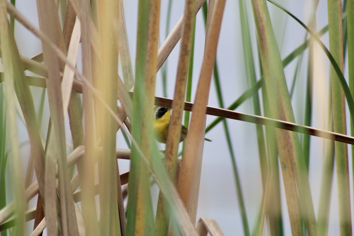 Common Yellowthroat - ML649443800