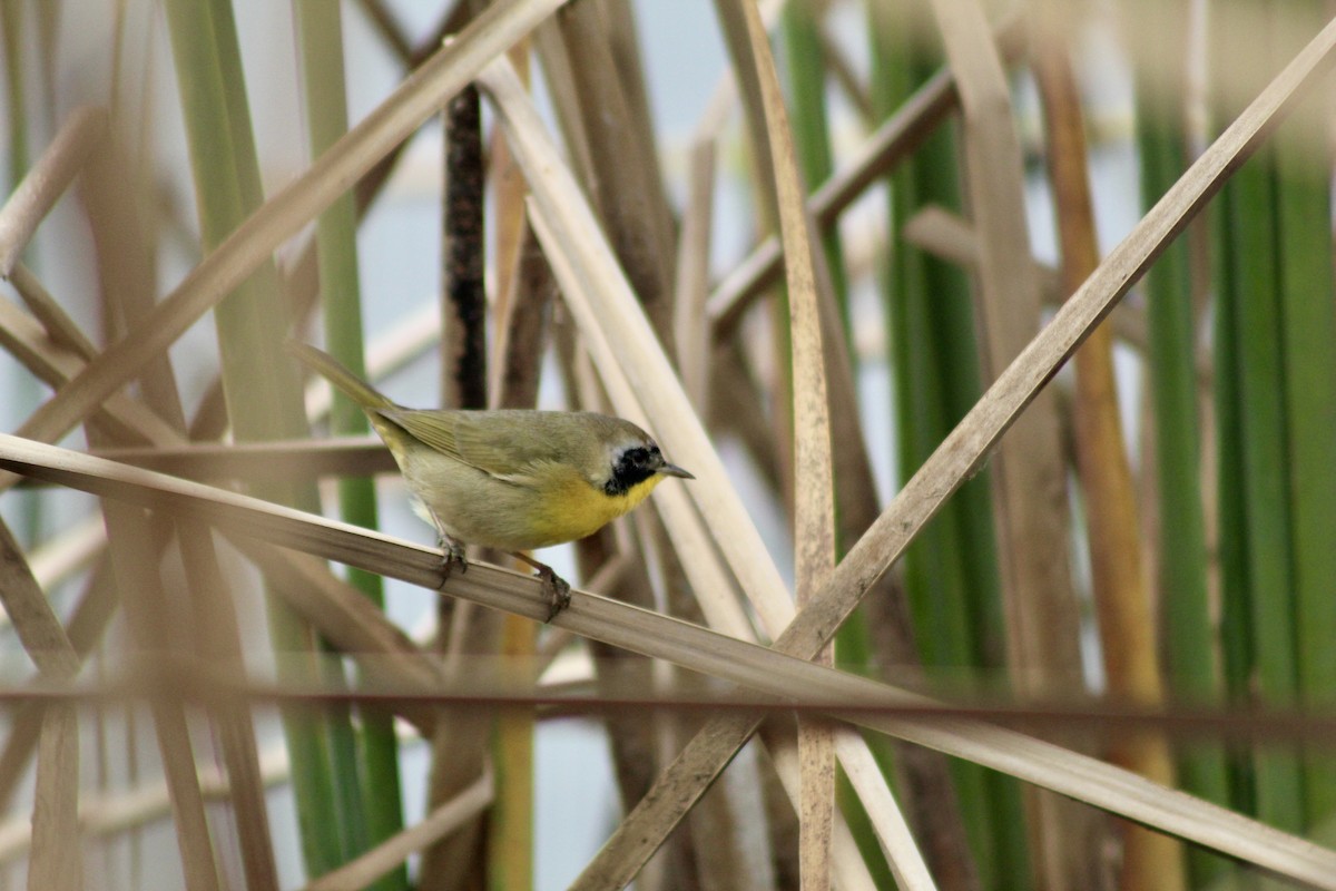 Common Yellowthroat - ML649443801