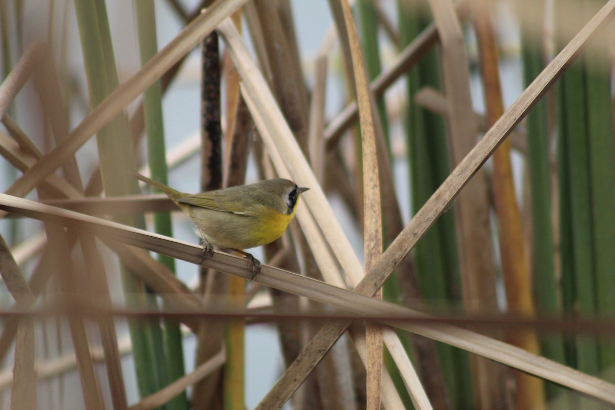 Common Yellowthroat - ML649443802