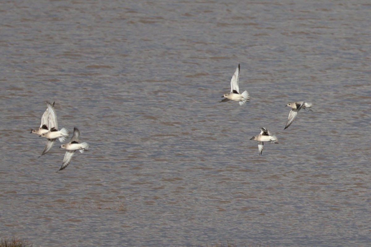 Black-bellied Plover - ML649443803
