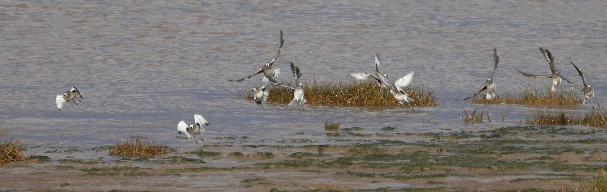 Black-bellied Plover - ML649443804