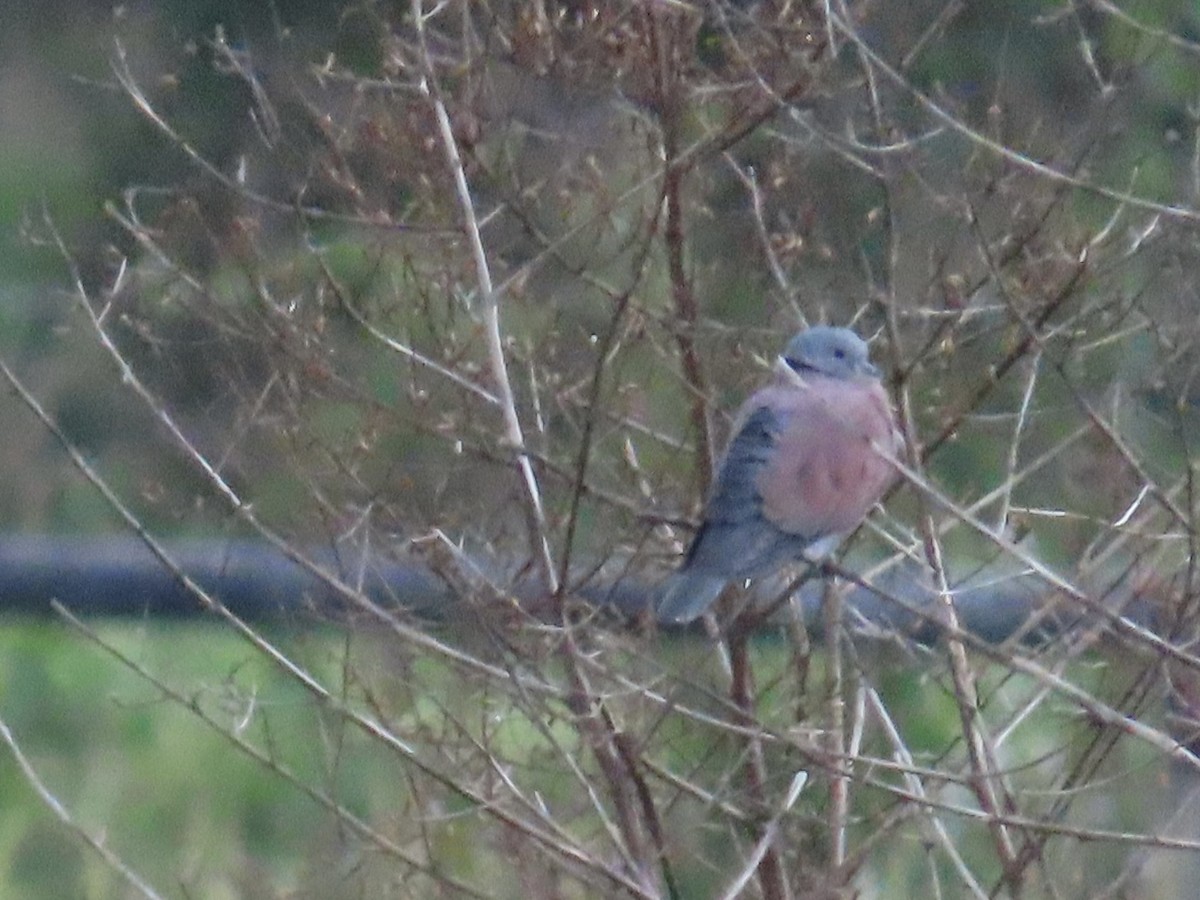 Red Collared-Dove - ML649443805