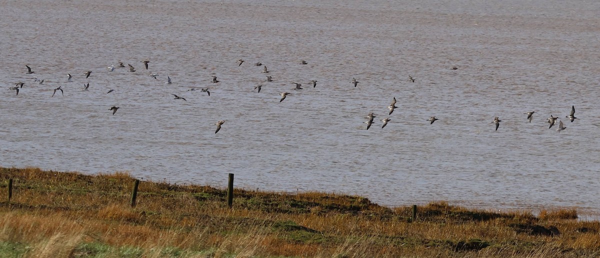 Eurasian Curlew - ML649443807