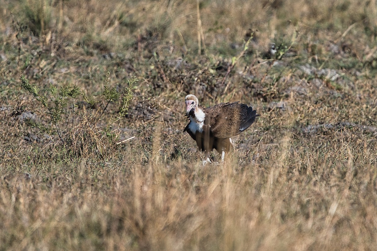 Hooded Vulture - ML649443808