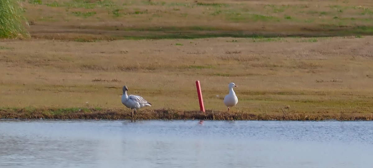 Snow Goose - ML649443809