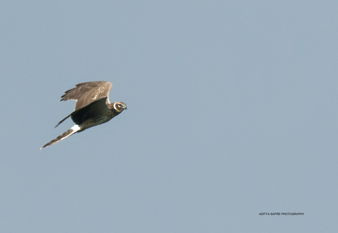 Pallid Harrier - ML649443810