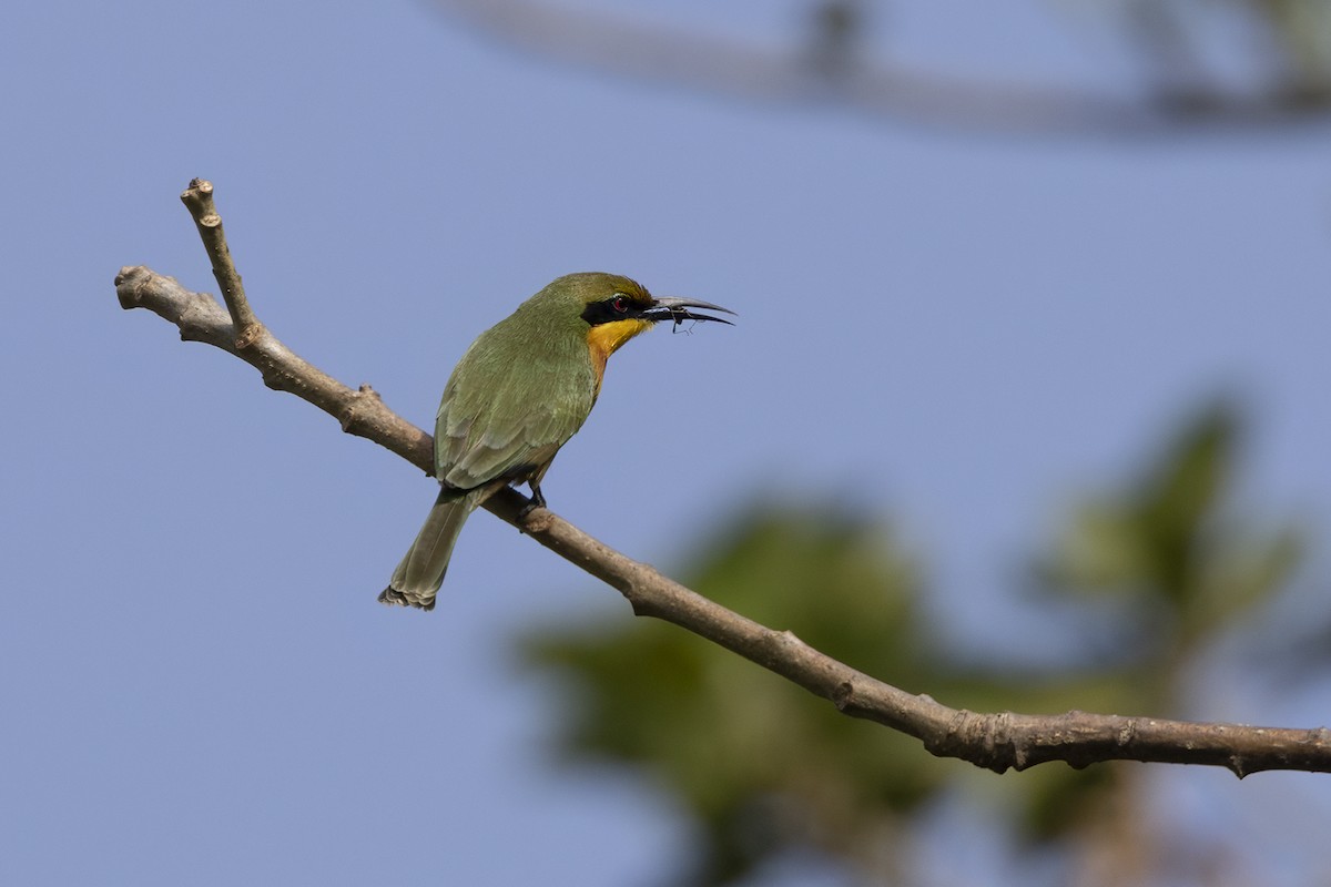 Little Bee-eater - ML649443811
