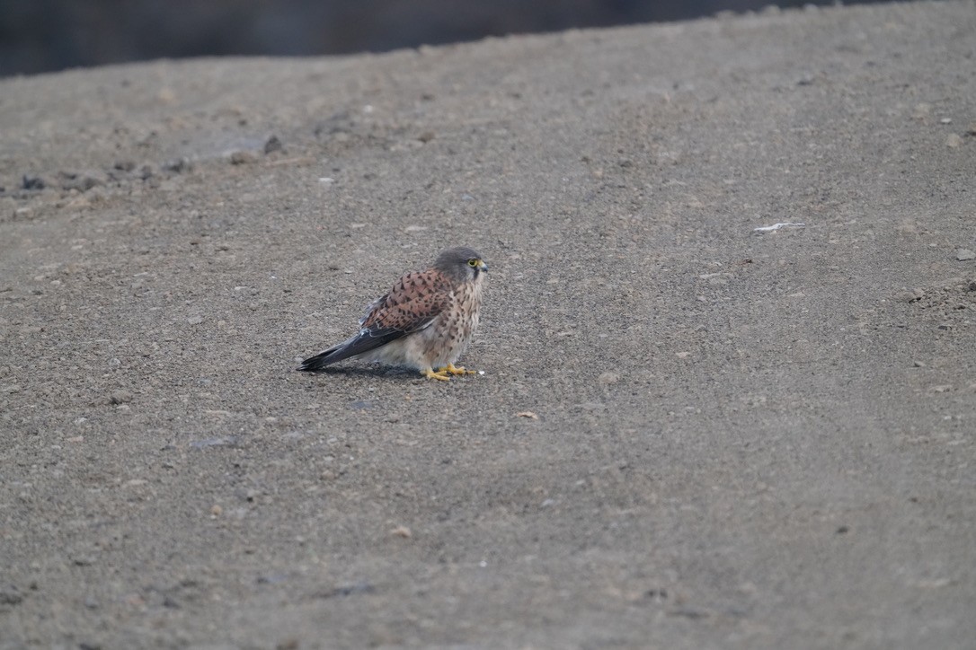 Eurasian Kestrel - ML649443812