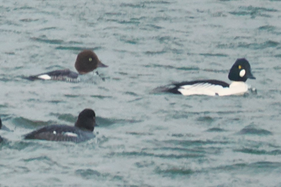 Common Goldeneye - ML649443813