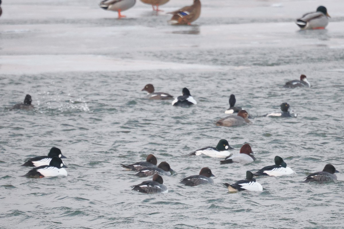 Common Goldeneye - ML649443814