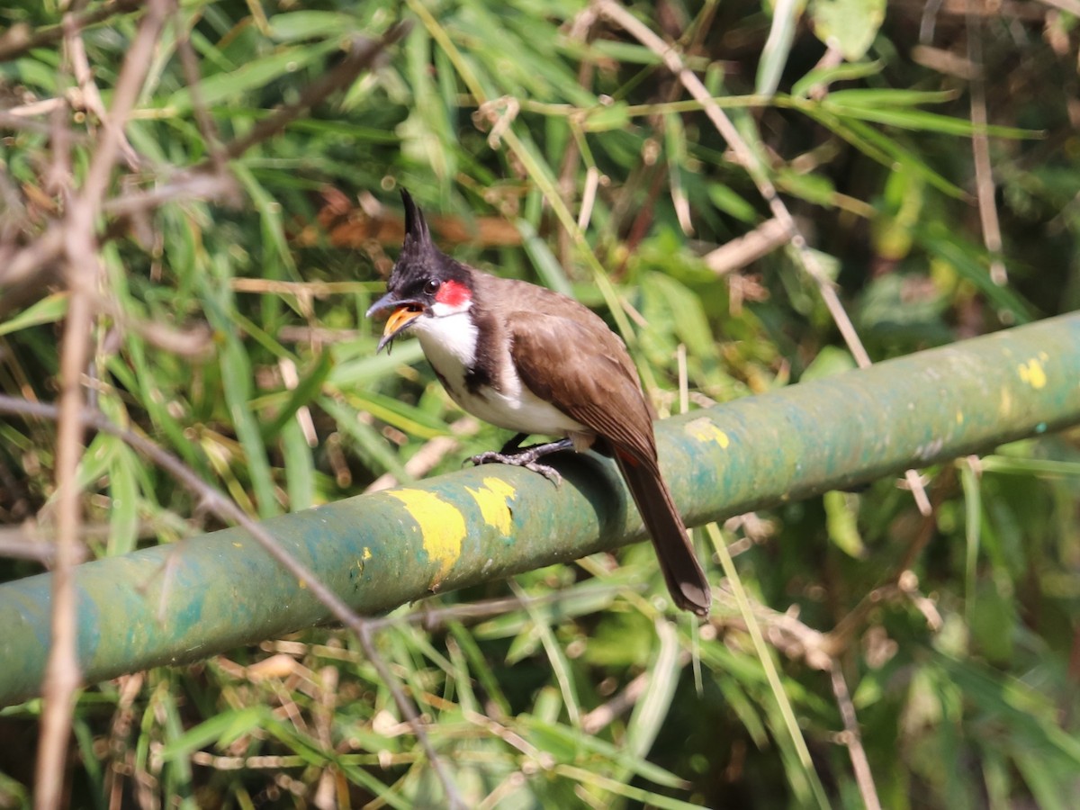 Red-whiskered Bulbul - ML649443815