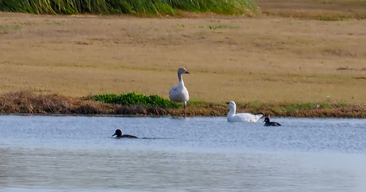 Ross's Goose - ML649443819