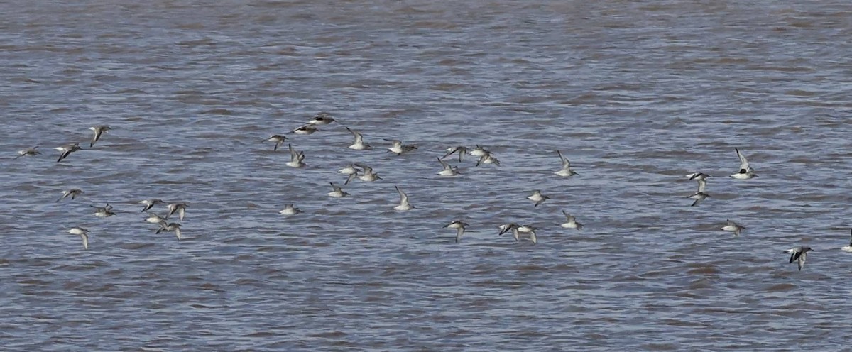 Red Knot - ML649443820