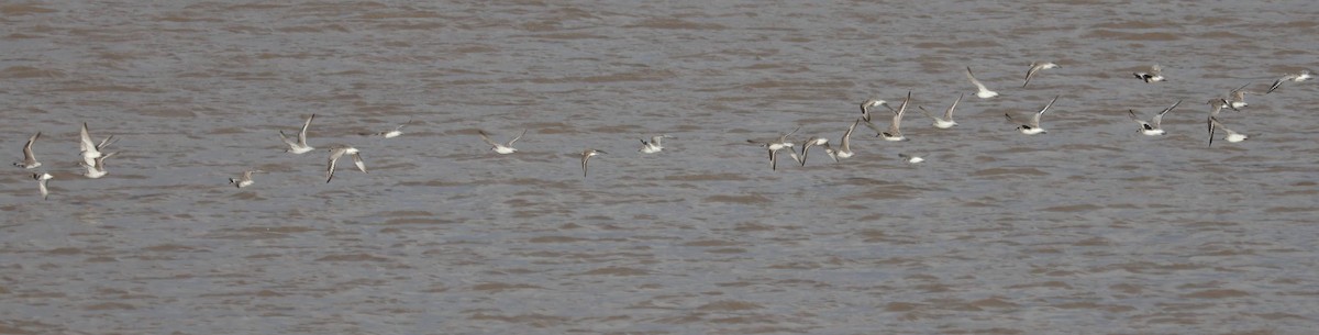 Red Knot - ML649443821