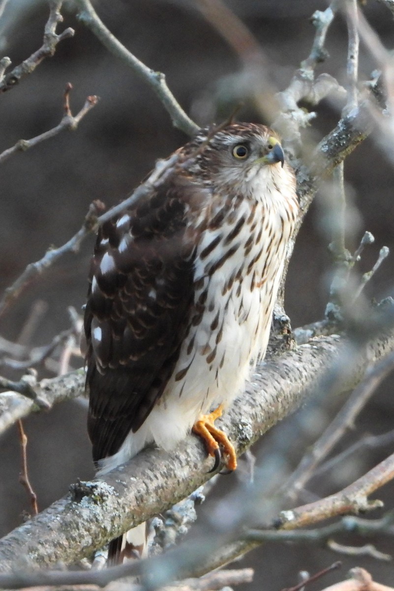 Cooper's Hawk - ML649443823