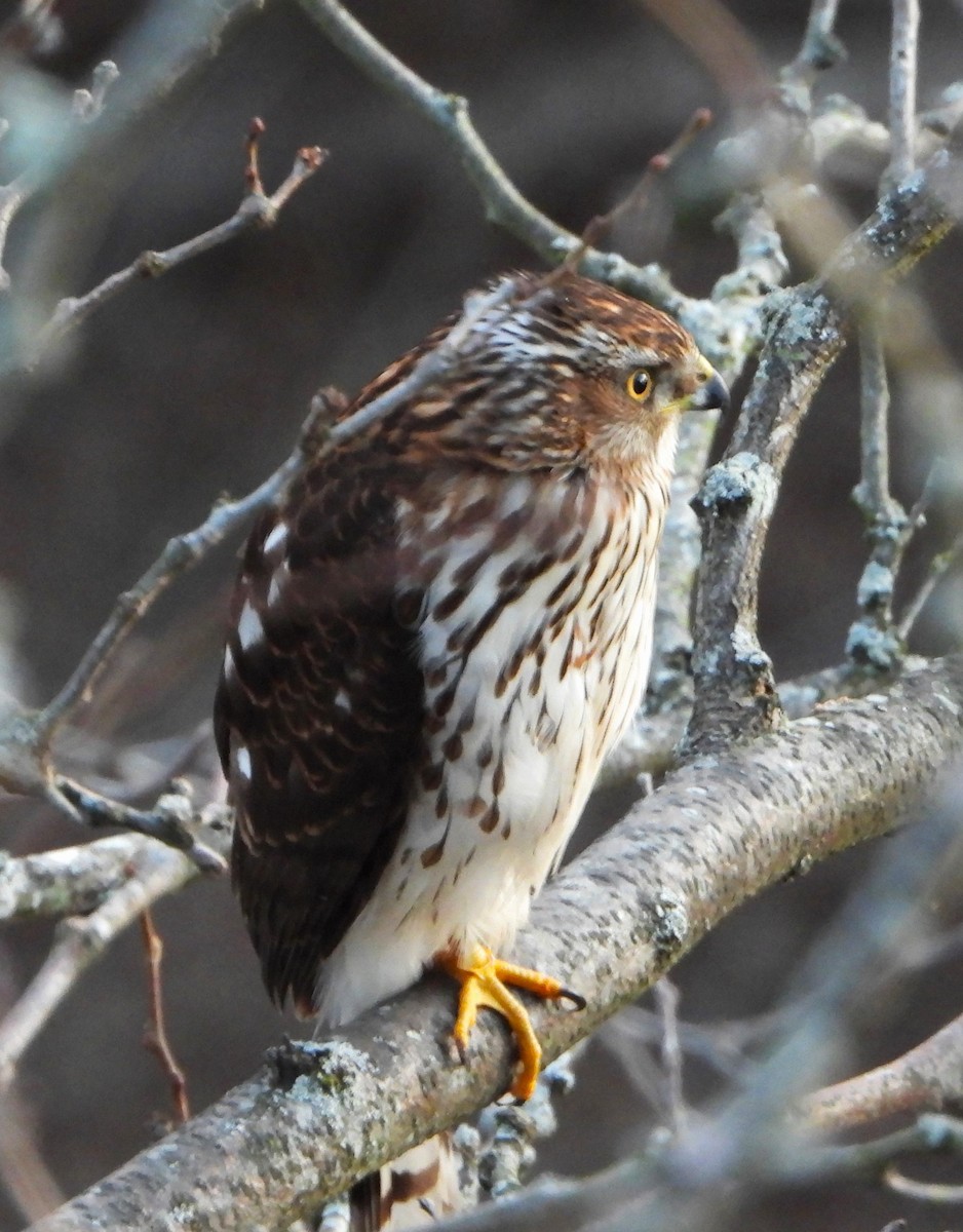 Cooper's Hawk - ML649443824