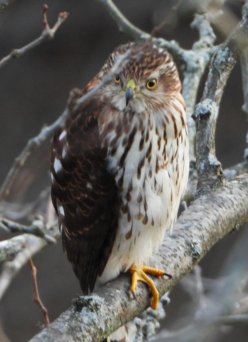 Cooper's Hawk - ML649443825
