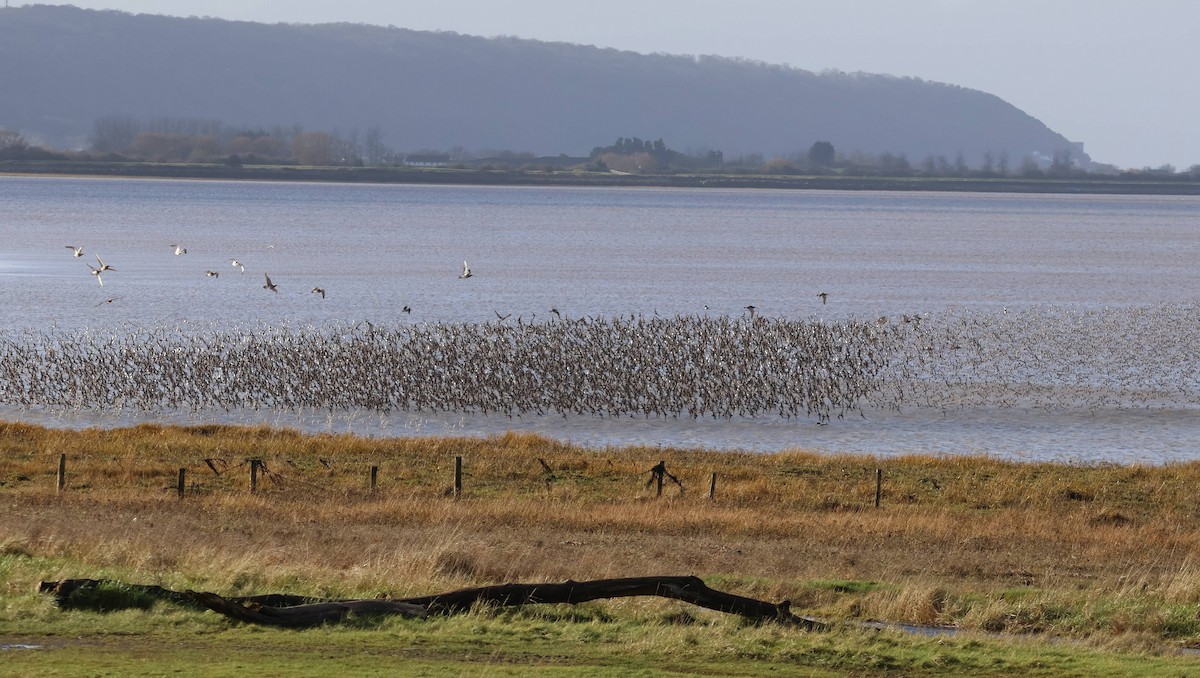Dunlin - ML649443836