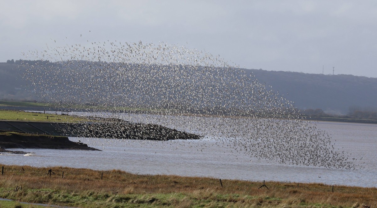 Dunlin - ML649443837